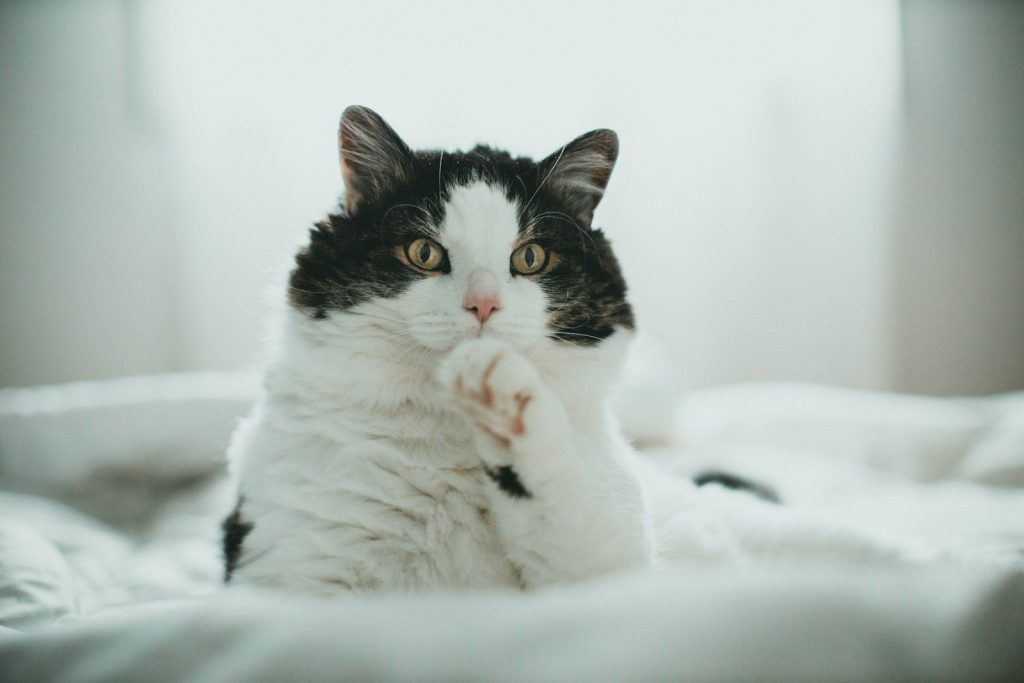 white and black cat on white textile