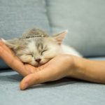 person holding white and gray cat