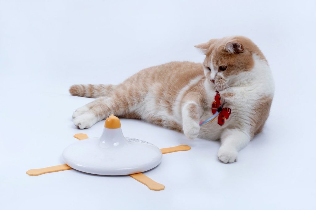a cat with a toy