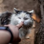 person holding white and black cat