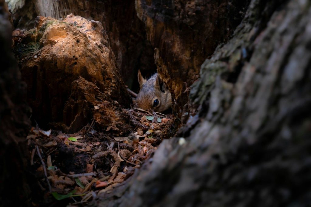 A small squirrel peeking from a dark tree hollow.