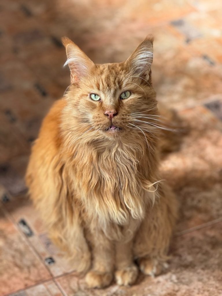 Here's a caption: a majestic orange cat stares directly at you.