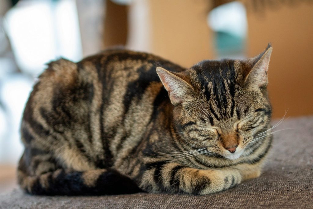 A relaxed tabby cat sleeps peacefully.