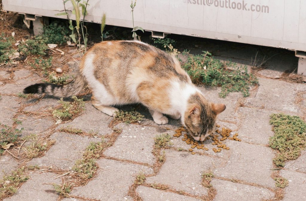A calico cat eating food on a paved ground.
