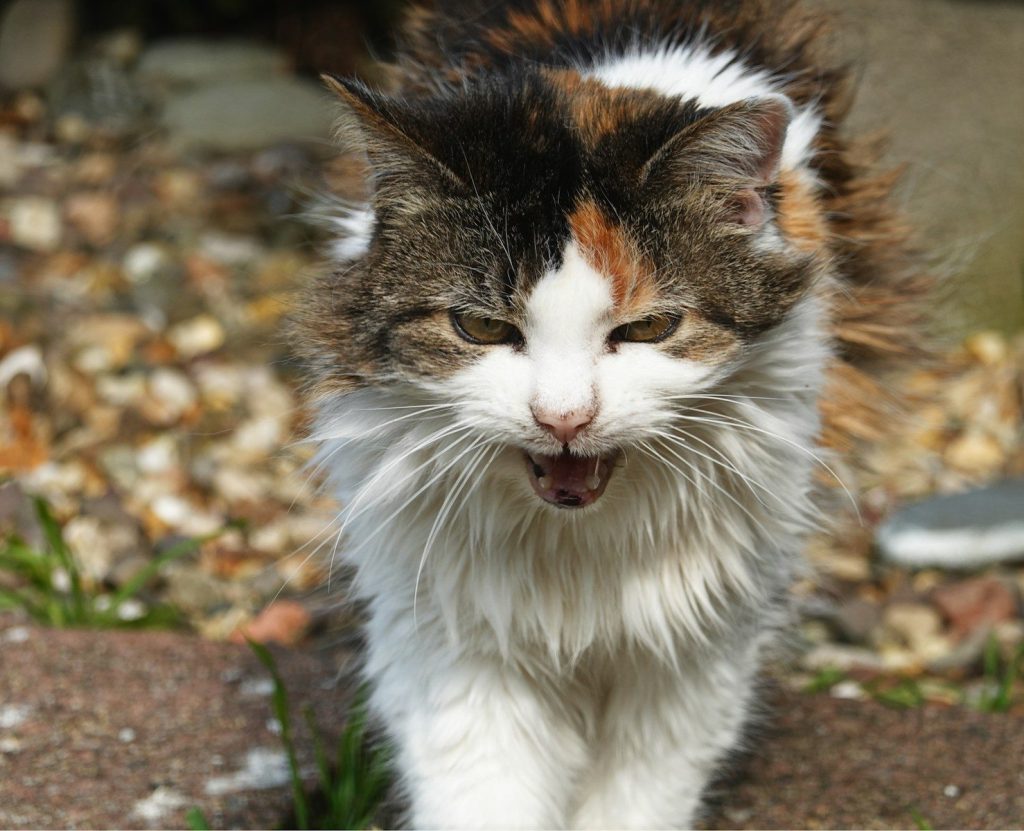 A fluffy calico cat meowing with an open mouth.