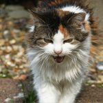 A fluffy calico cat meowing with an open mouth.
