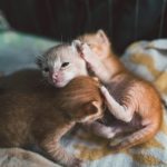 selective focus photography of orange kittens on blanket