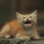 orange tabby cat on gray rock