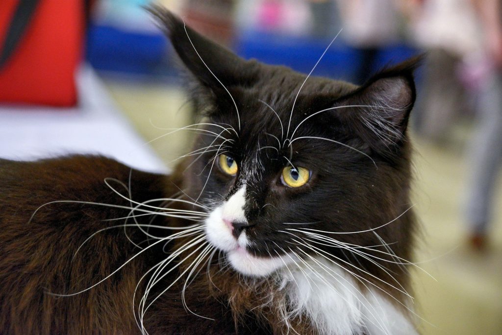 a black and white cat sitting on top of a table