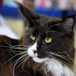 a black and white cat sitting on top of a table