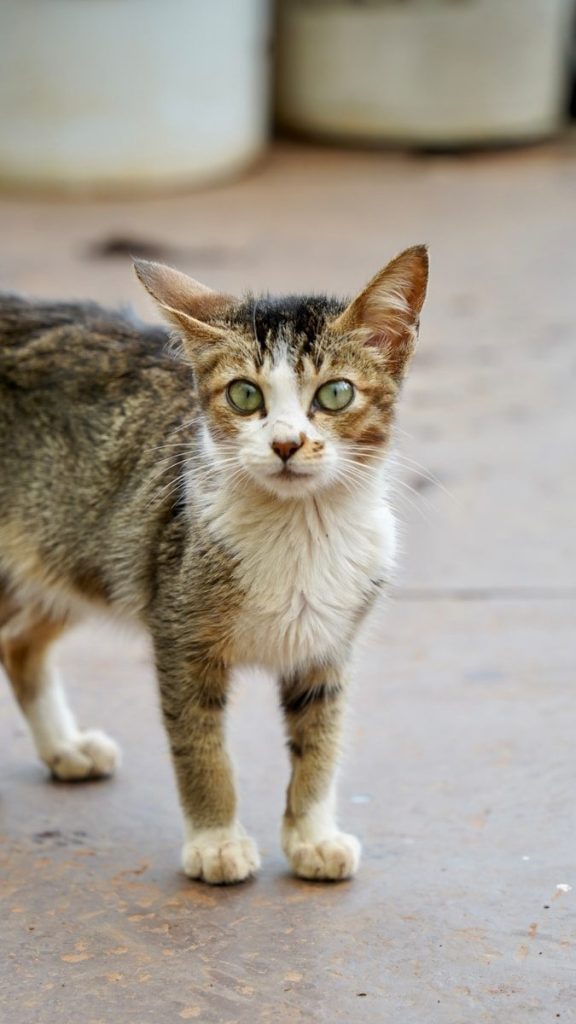 a small kitten with green eyes standing on a sidewalk
