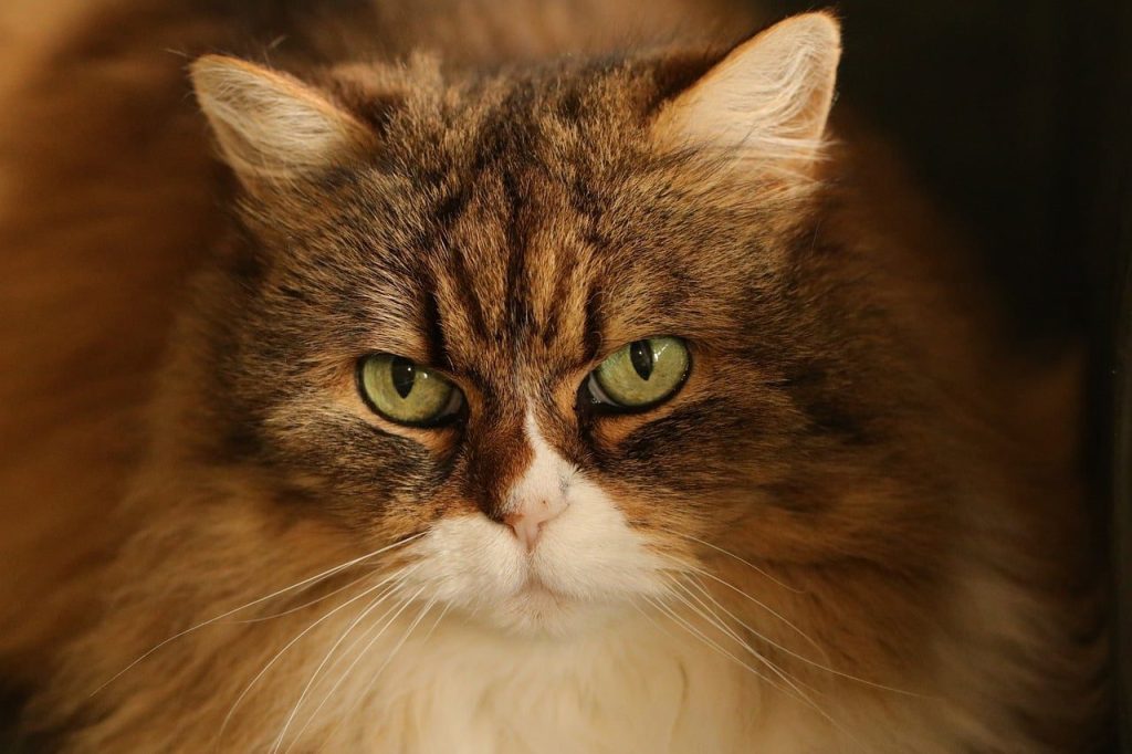 animal, mammal, cat, fauna, nature, cat eyes, detail, portrait, animal portrait, pet, eyes