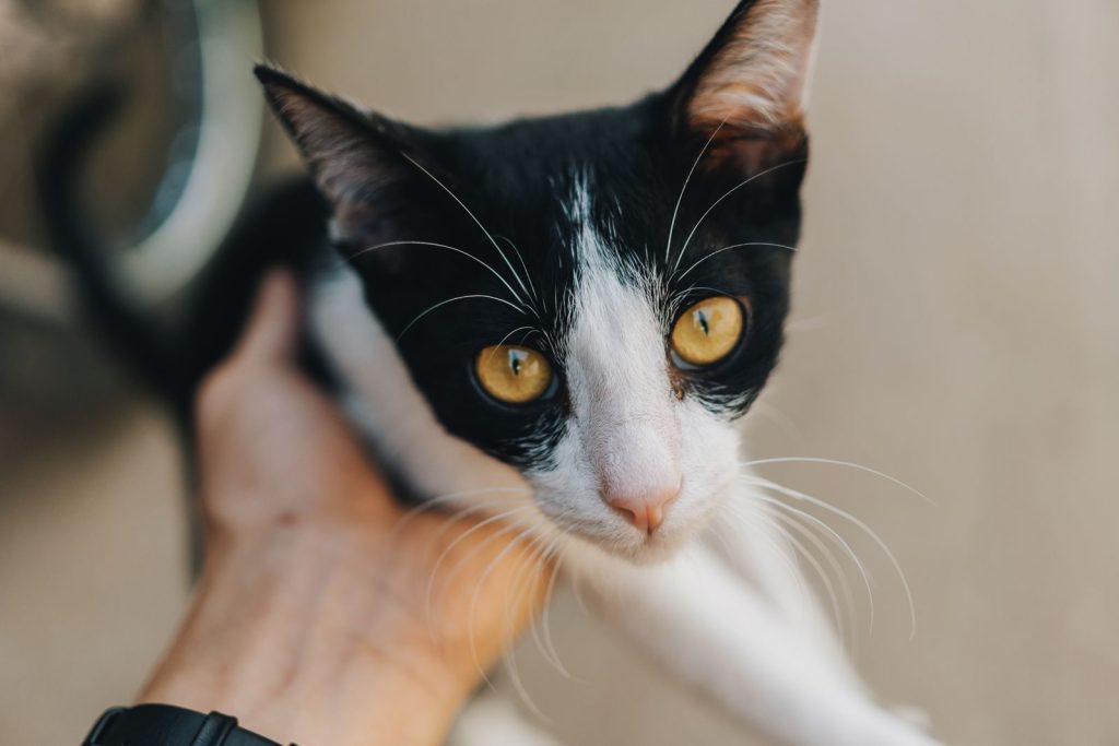 Adorable black and white kitten with striking yellow eyes being held gently indoors.