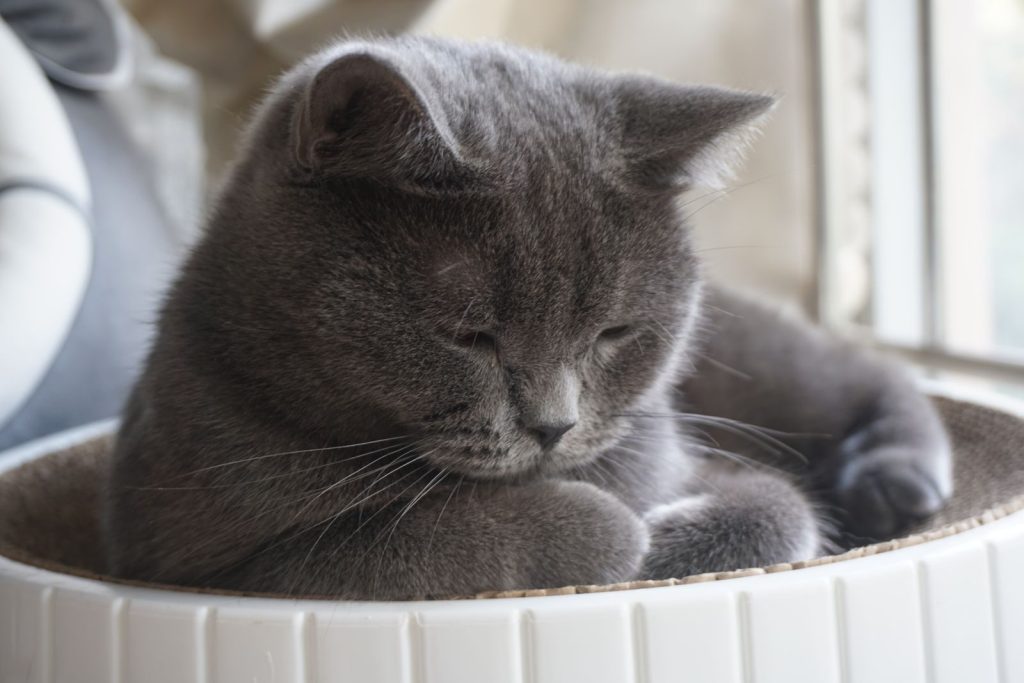 Adorable grey cat peacefully sleeping by the window in a cozy basket, capturing the essence of feline serenity and comfort.