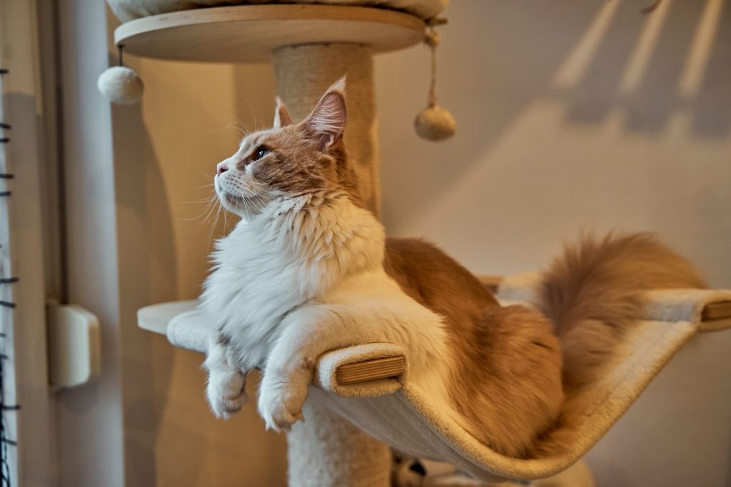 Side view of a Maine Coon cat lounging on a cat tree, looking up indoors.