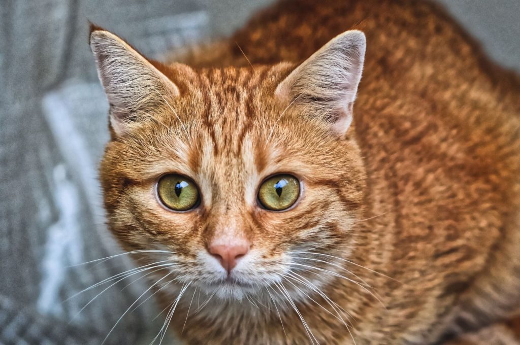 An adorable ginger cat with bright eyes, captured in a detailed close-up portrait.