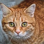 An adorable ginger cat with bright eyes, captured in a detailed close-up portrait.