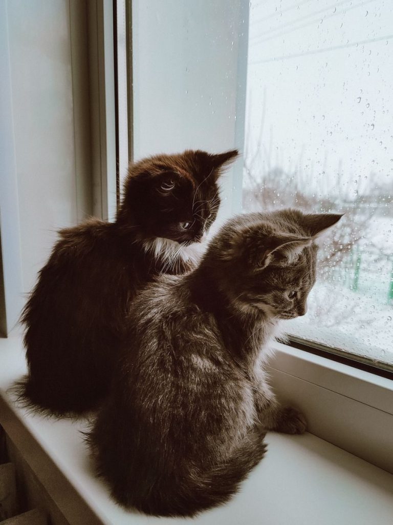 Two cute kittens sit on a windowsill, gazing out at a rainy day.