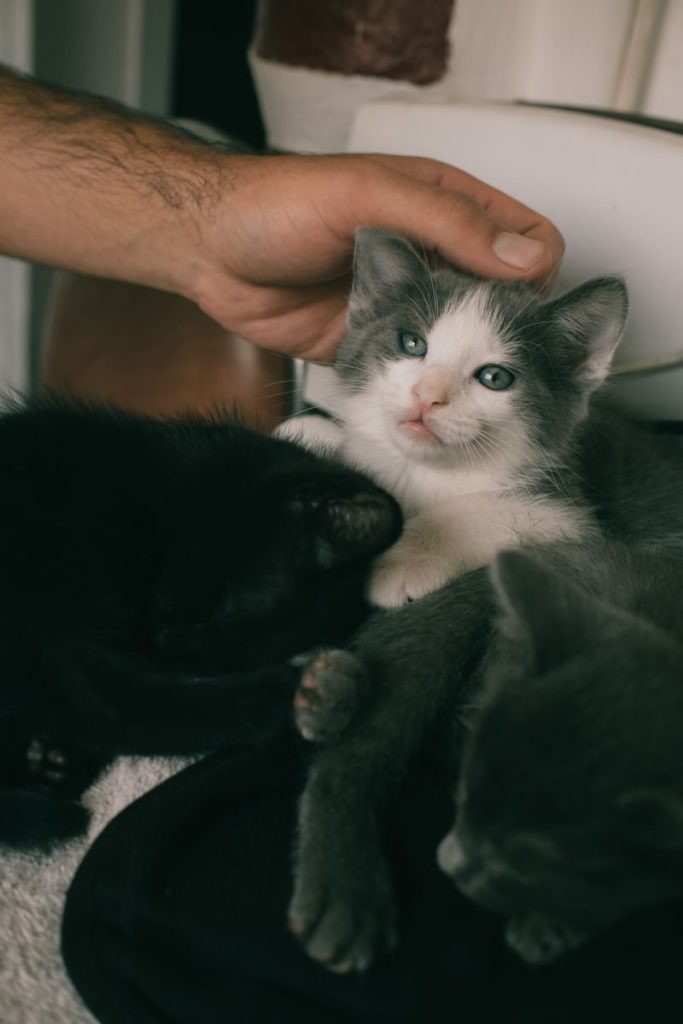 Cute grey and black kittens being petted, capturing warmth and innocence.