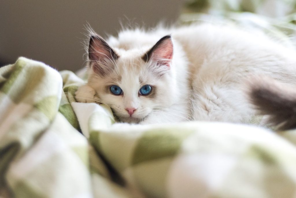 A fluffy white cat with striking blue eyes relaxing on a cozy green blanket.