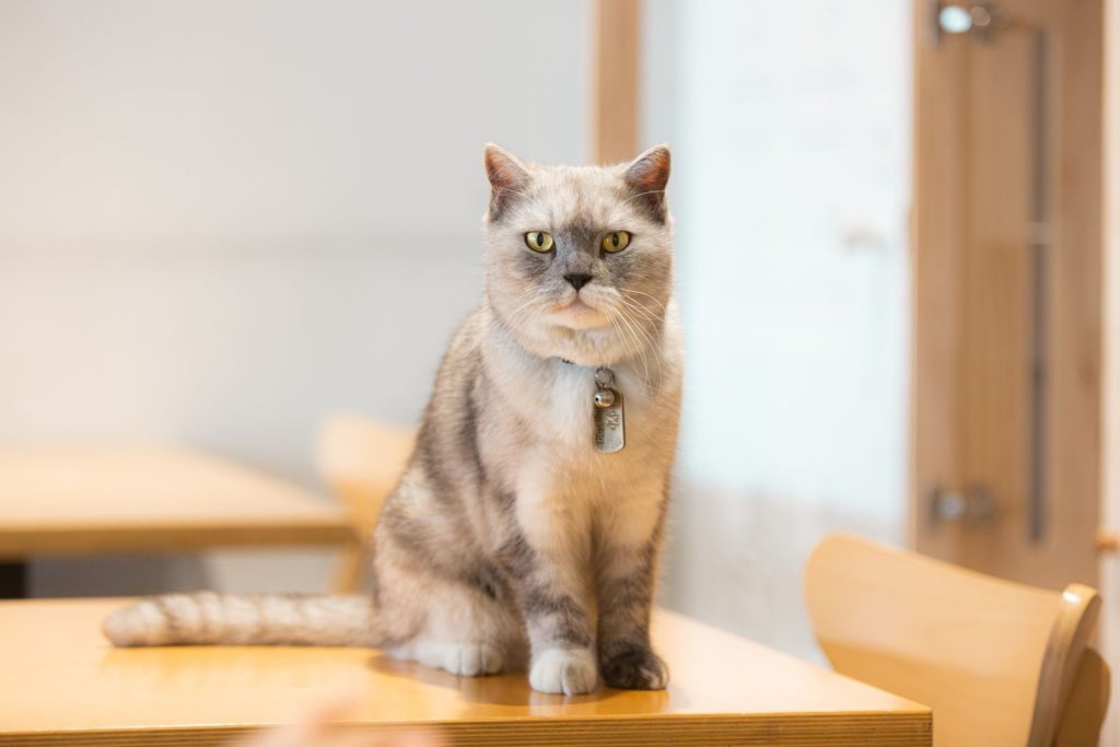 A cute British Shorthair cat with a collar sitting on a wooden table indoors.