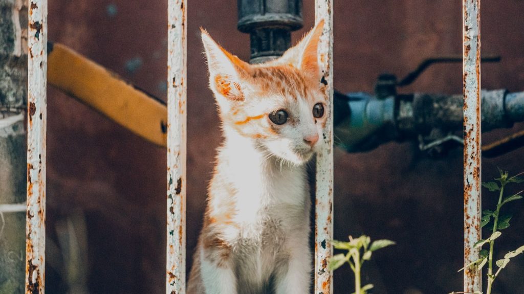 Cute ginger tabby kitten looks curiously through rusty bars outdoors.