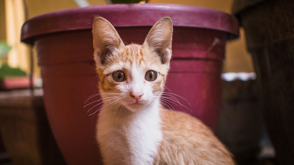 Close-up of a cute kitten with big eyes and alert ears, sitting indoors.