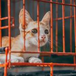 Adorable tabby kitten gazing out of a red wire cage, highlighting its curious nature.