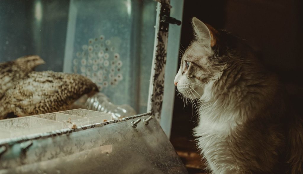 A domestic cat intensely observes caged birds, showcasing a natural predatory instinct.