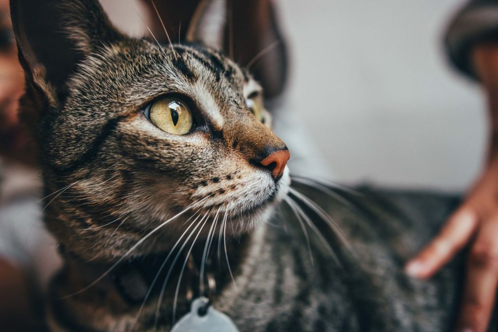 Intimate close-up of a tabby cat with striking yellow eyes and whiskers.