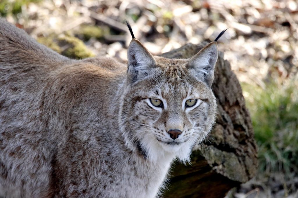 Detailed close-up of a Canada lynx showcasing its alert gaze and distinctive features.