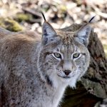Detailed close-up of a Canada lynx showcasing its alert gaze and distinctive features.
