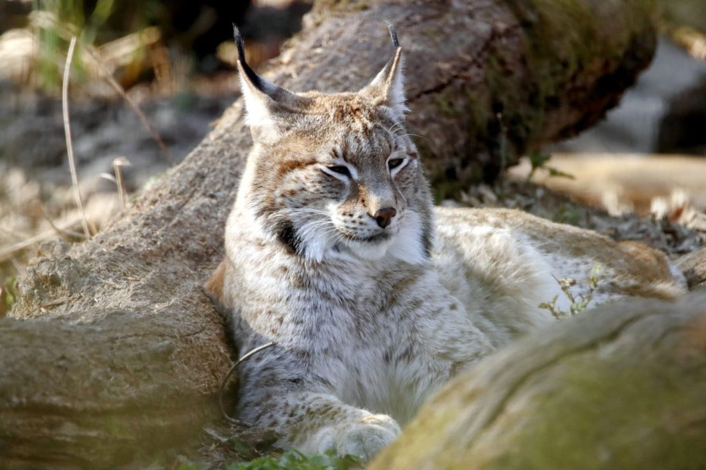 Close-up of an Eurasian lynx relaxing among tree trunks in the wild.