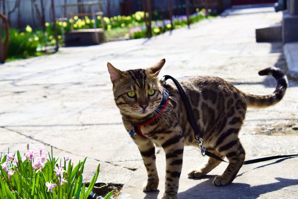 A Bengal cat on a leash enjoys a sunny day outside on the pavement.
