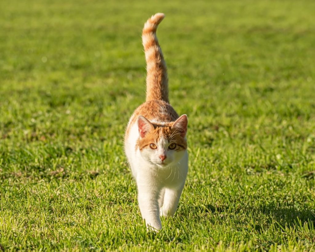 A cute orange and white cat walking gracefully on a vibrant green lawn.