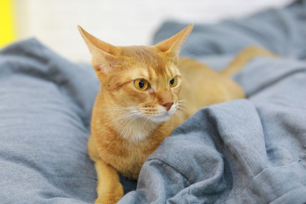 Close-up of a relaxed Abyssinian cat laying on a gray blanket with a focused gaze.