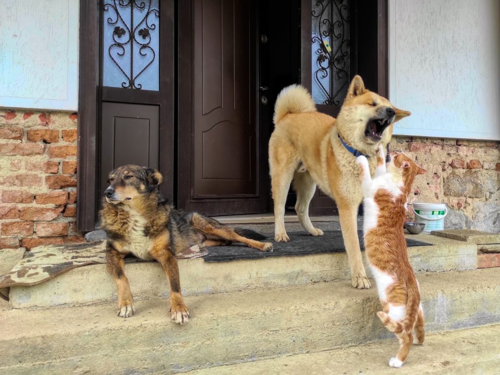 A playful cat and two dogs interact on rustic concrete steps by a wooden door.
