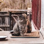 Two cats sitting on a sunny porch, enjoying a peaceful afternoon outdoors.