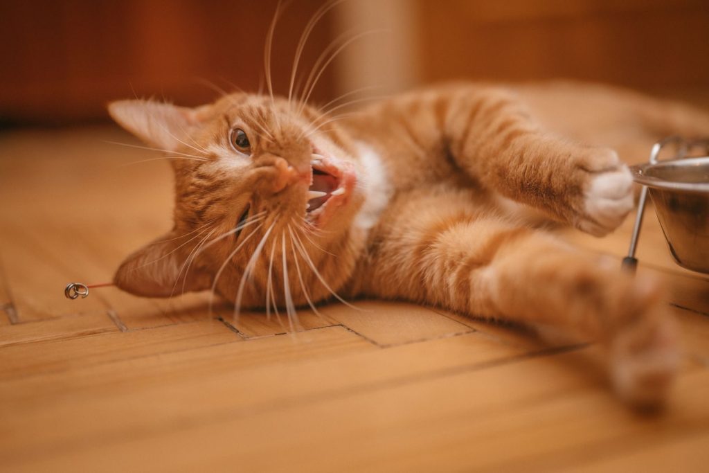 Close-up of a playful ginger cat lying on a wooden floor indoors.
