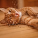 Close-up of a playful ginger cat lying on a wooden floor indoors.