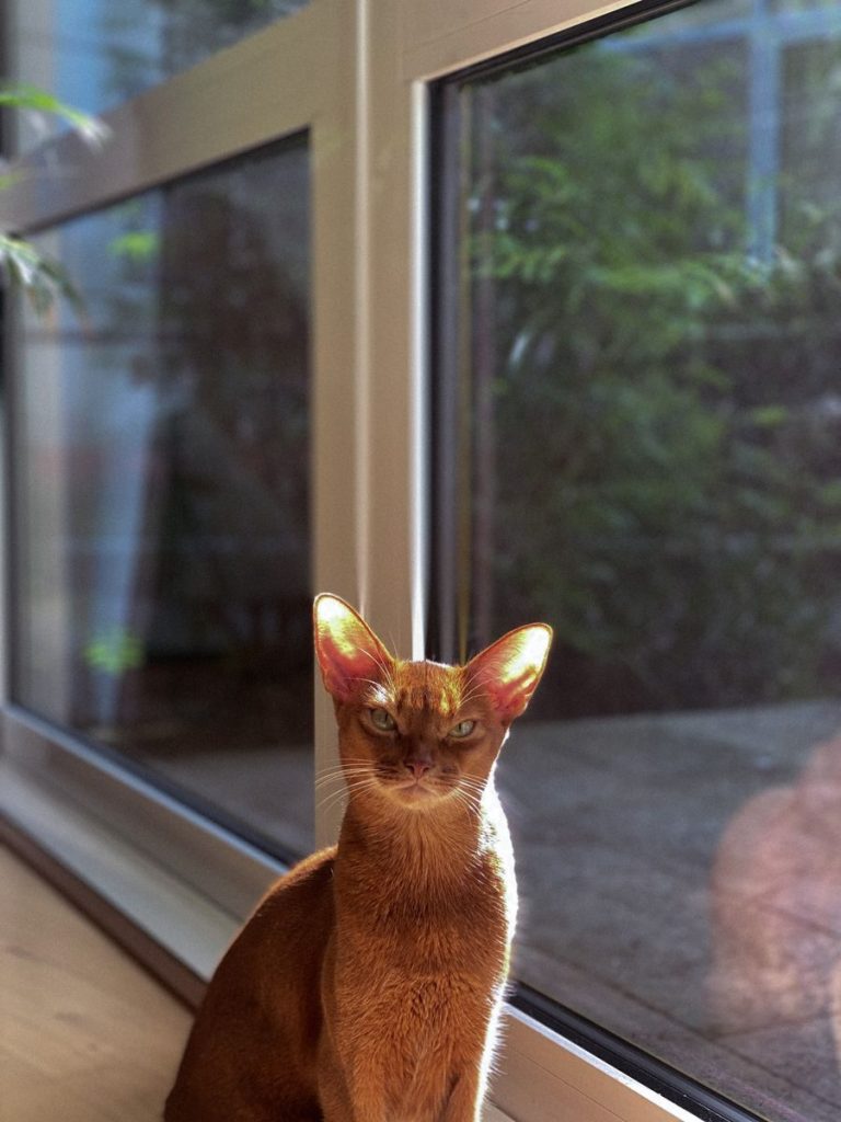 Elegant Abyssinian cat sitting indoors by sunlit window, perfect pet portrait.