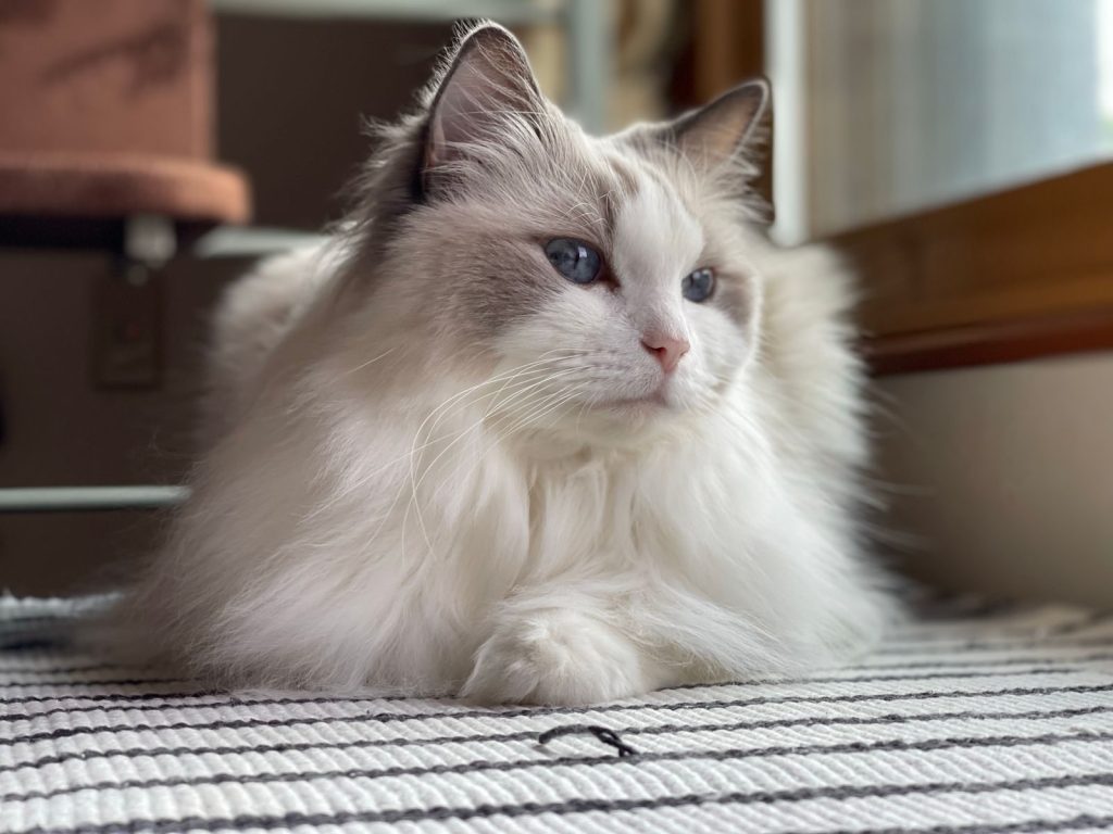 Cozy ragdoll cat with striking blue eyes, relaxing on a soft surface indoors.