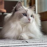 Cozy ragdoll cat with striking blue eyes, relaxing on a soft surface indoors.