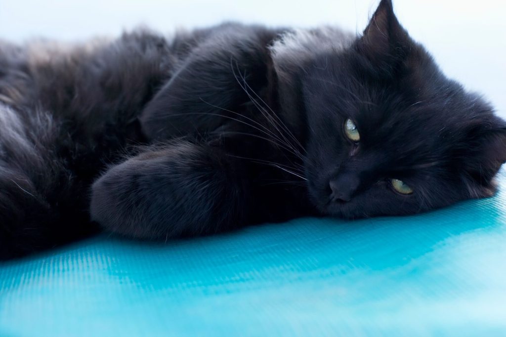 Adorable black cat lounging peacefully, showcasing its fluffy fur against a vibrant blue background.