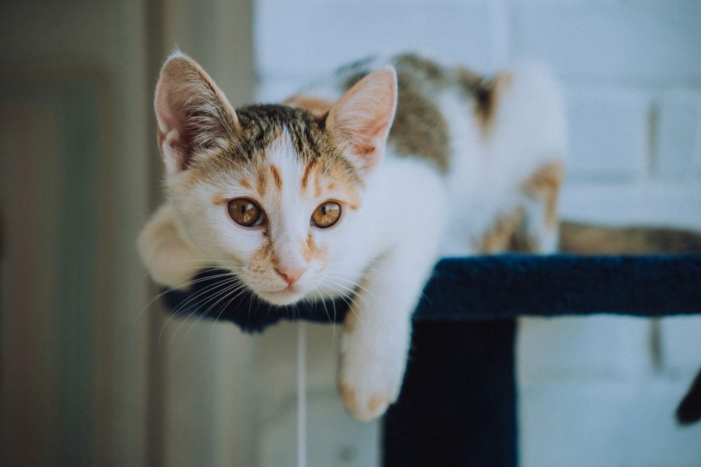Close-up of a cute kitten relaxing on a blue cat tree, indoors.