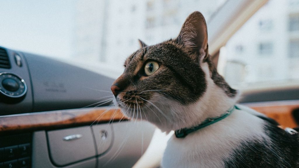 A tabby cat with striking eyes in a car, captured in Vilnius, Lithuania.