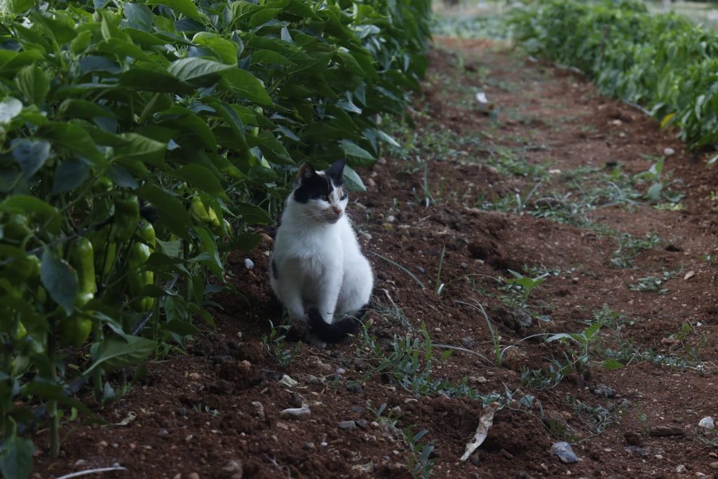 A black and white cat sitting in a vegetable garden on a farm.