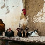A rooster, hens, and a cat on a rustic farm in Ladik, Samsun, Turkey.