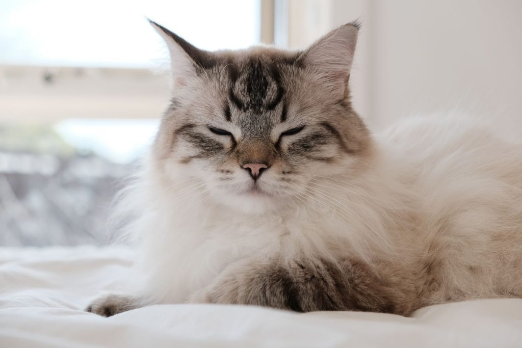 Charming Ragdoll cat peacefully resting on a bed indoors.