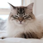 Charming Ragdoll cat peacefully resting on a bed indoors.
